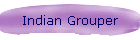 Indian Grouper